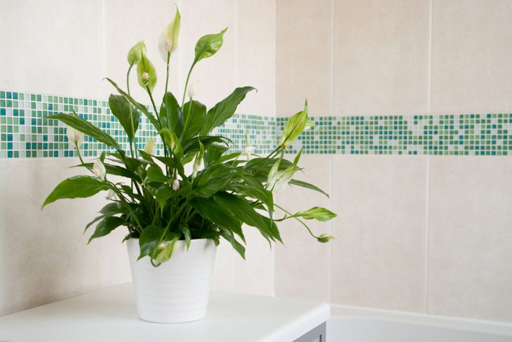 plants for bathroom (8)